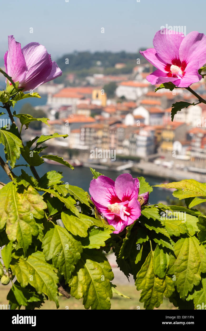 Flowers at the Jardim do Morro gardens with Oporto in the background. Stock Photo