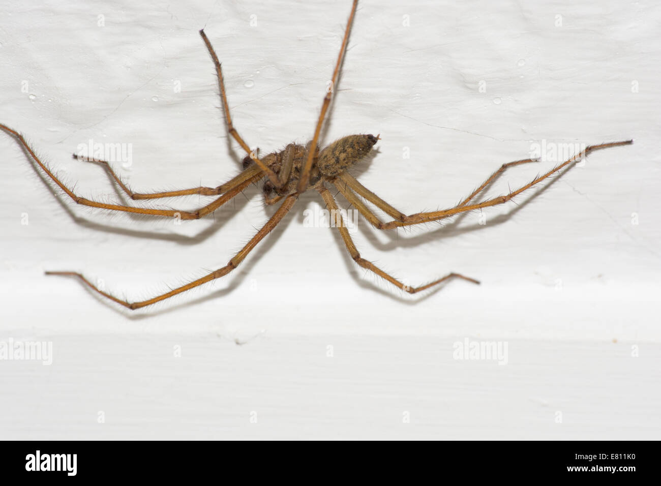 Close up of a common giant house spider on the ceiling Stock Photo