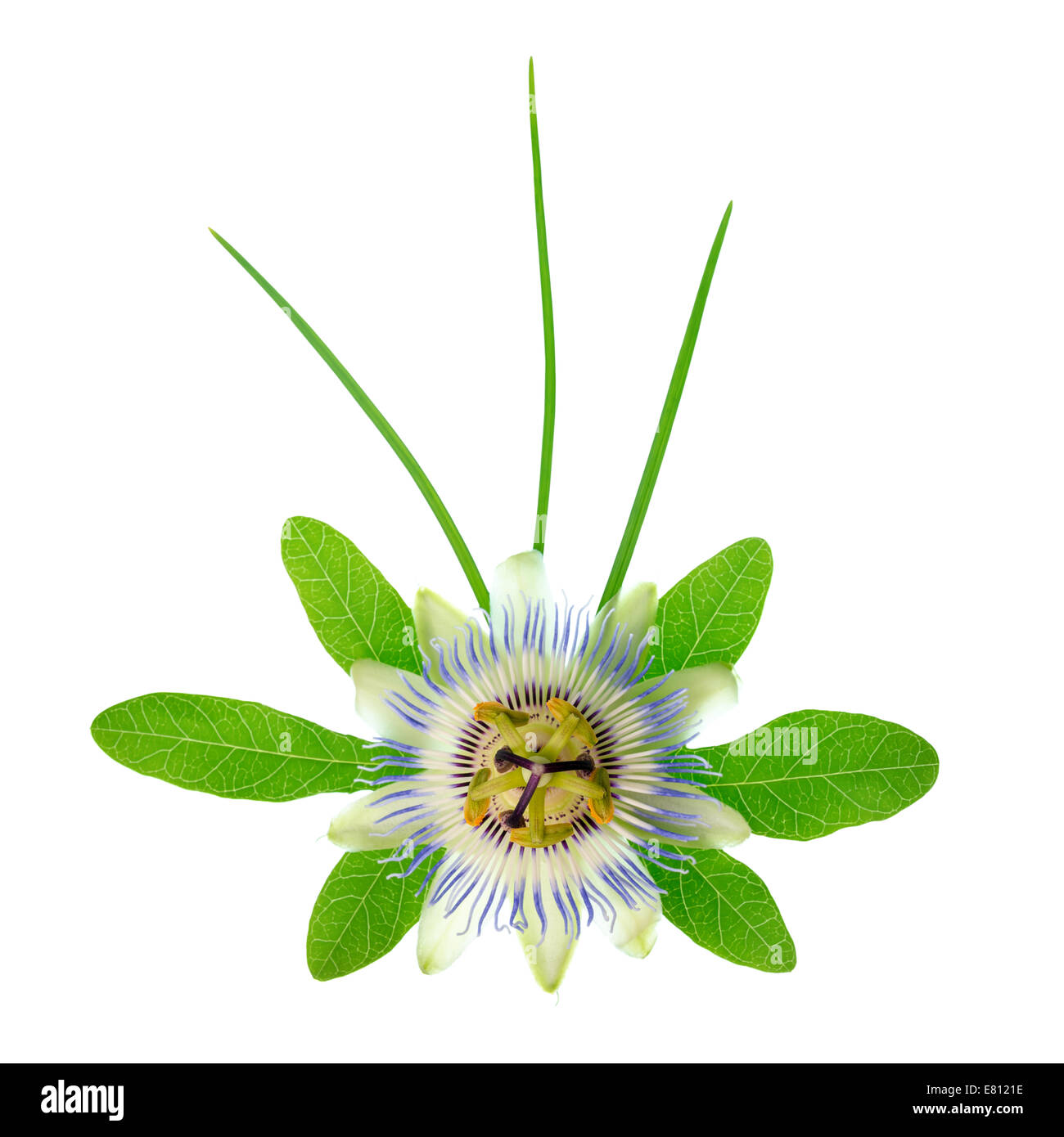 blooming fresh passionflower flower with leaves and foliage is isolated on white background Stock Photo