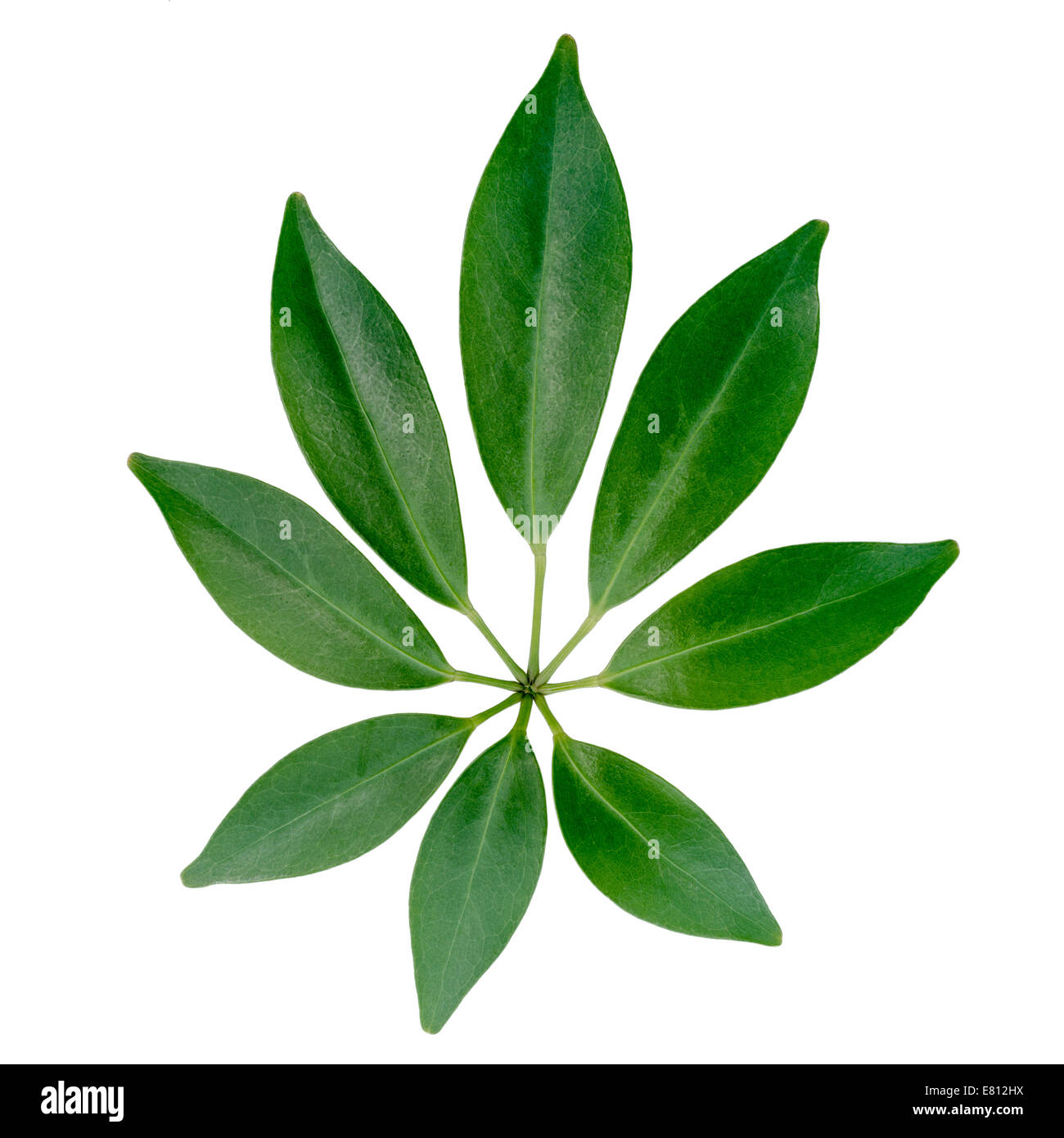 closeup of exotic shefler leaf is isolated on white background Stock Photo
