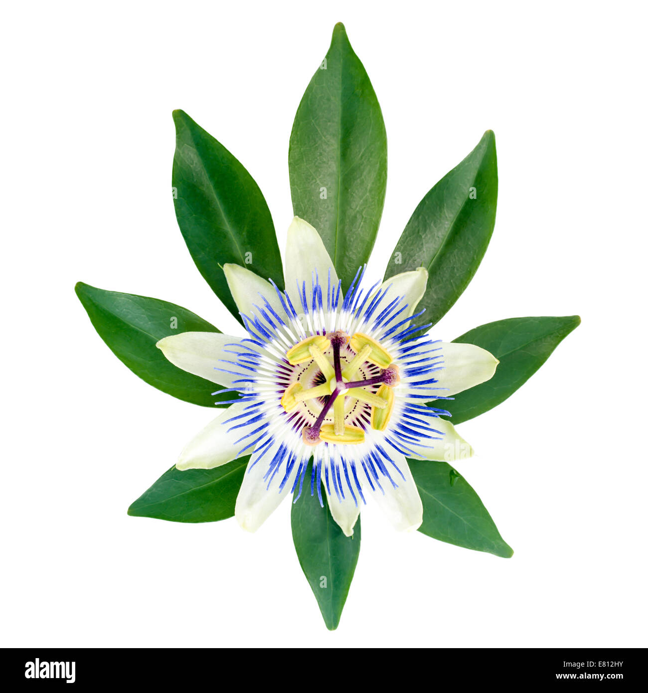 closeup of exotic passion flower on the leaf is isolated on white background Stock Photo