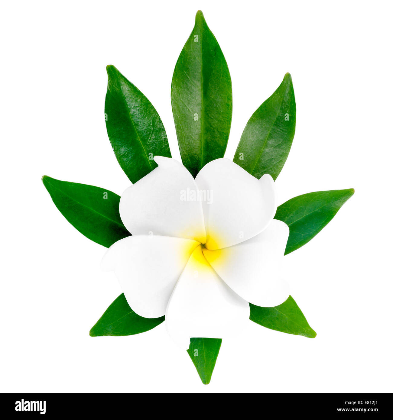 closeup of exotic white frangipani (plumeria), flower on the shefler leaf is isolated on white background Stock Photo