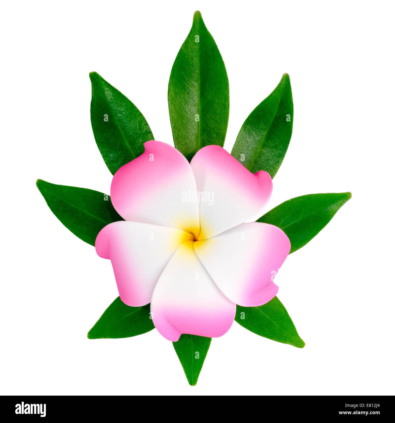 closeup of exotic pink frangipani (plumeria), flower on the shefler leaf is isolated on white background Stock Photo