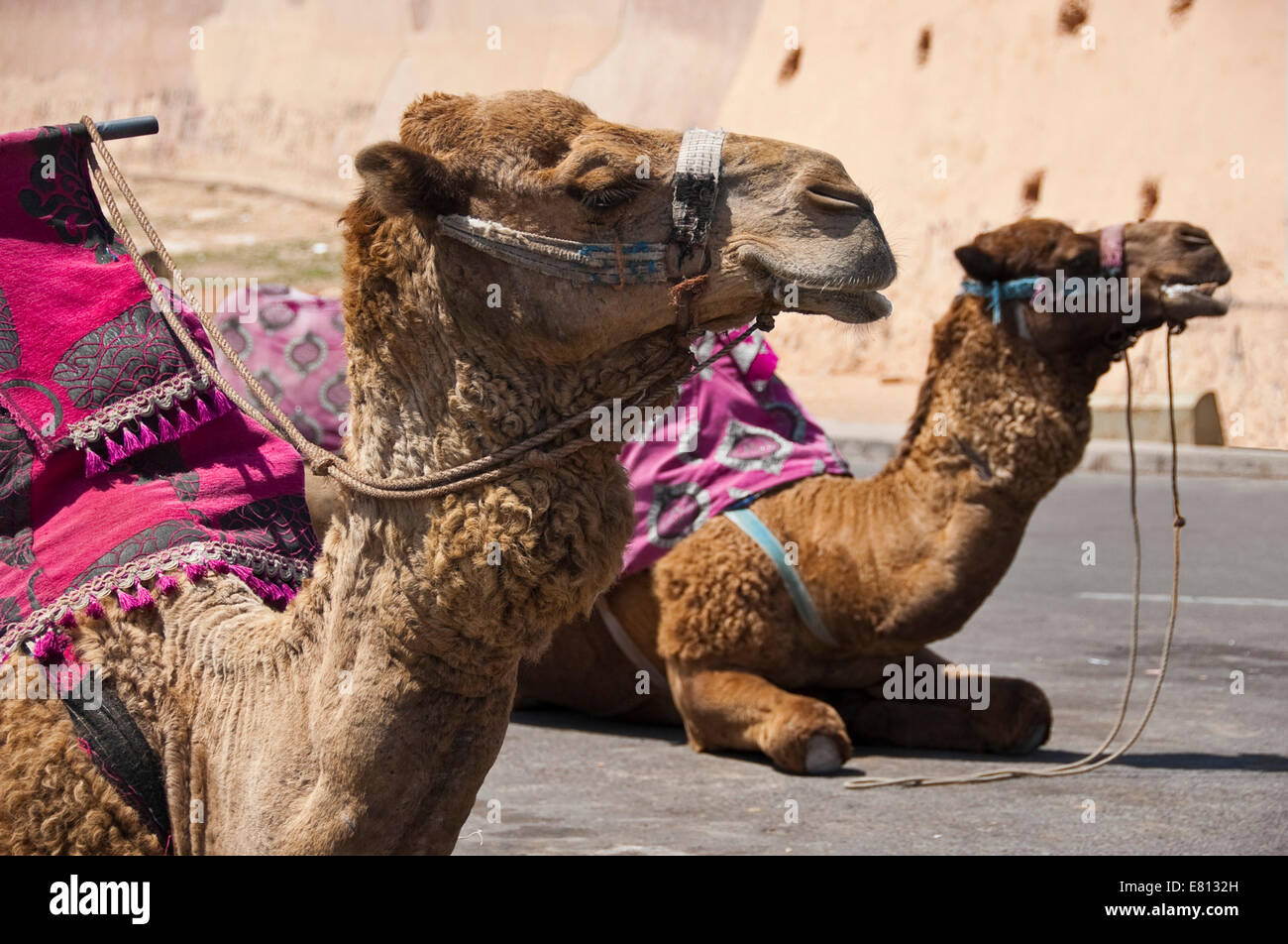 Horizontal view of two dromedary camels ready for guided tours. Stock Photo