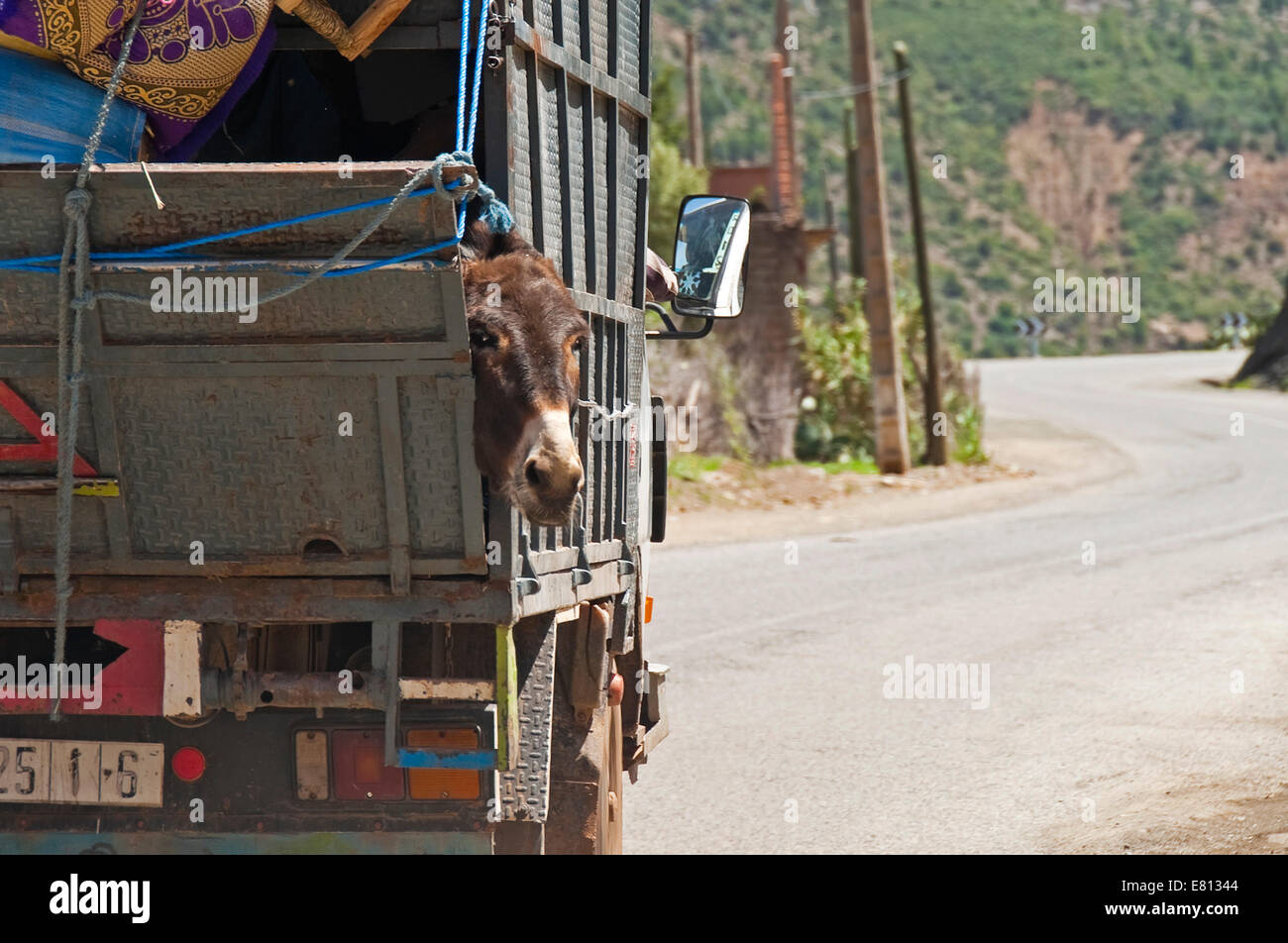 Horizontal view of a donkey squashed in an overloaded truck travelling through the High Atlas Mountain range in Morocco. Stock Photo
