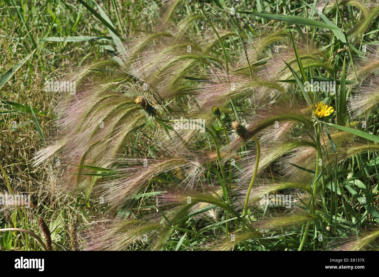 The ears of corn cereal. Wild plants, occurs in Yakutia. Stock Photo