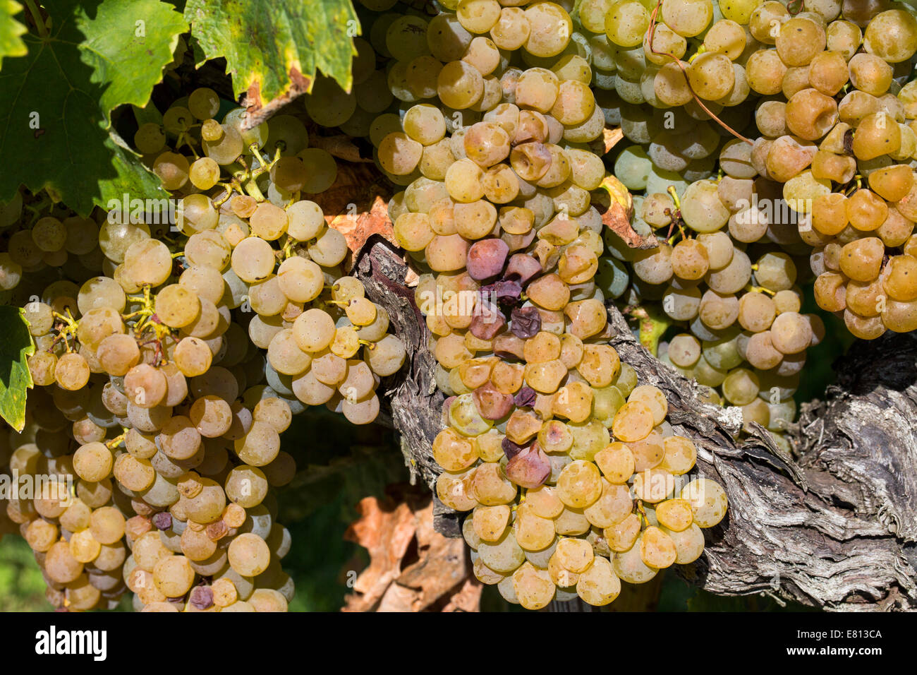 Pineau and charente hires stock photography and images Alamy