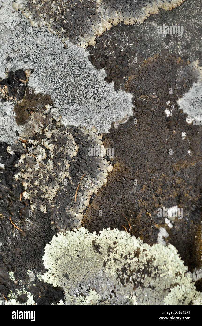 Texture of a stone, covered with lichen. Russia, Eastern Yakutia, river Suntar. Stock Photo