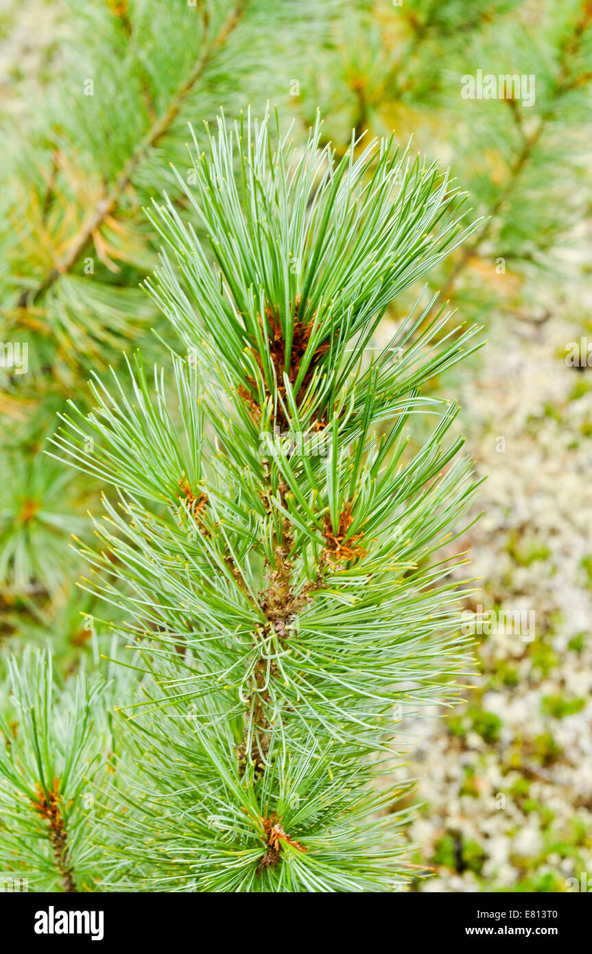 Siberian dwarf pine in Yakutian taiga. Russia, Eastern Yakutia, a ridge of Suntar-khayata, river Suntar. Stock Photo