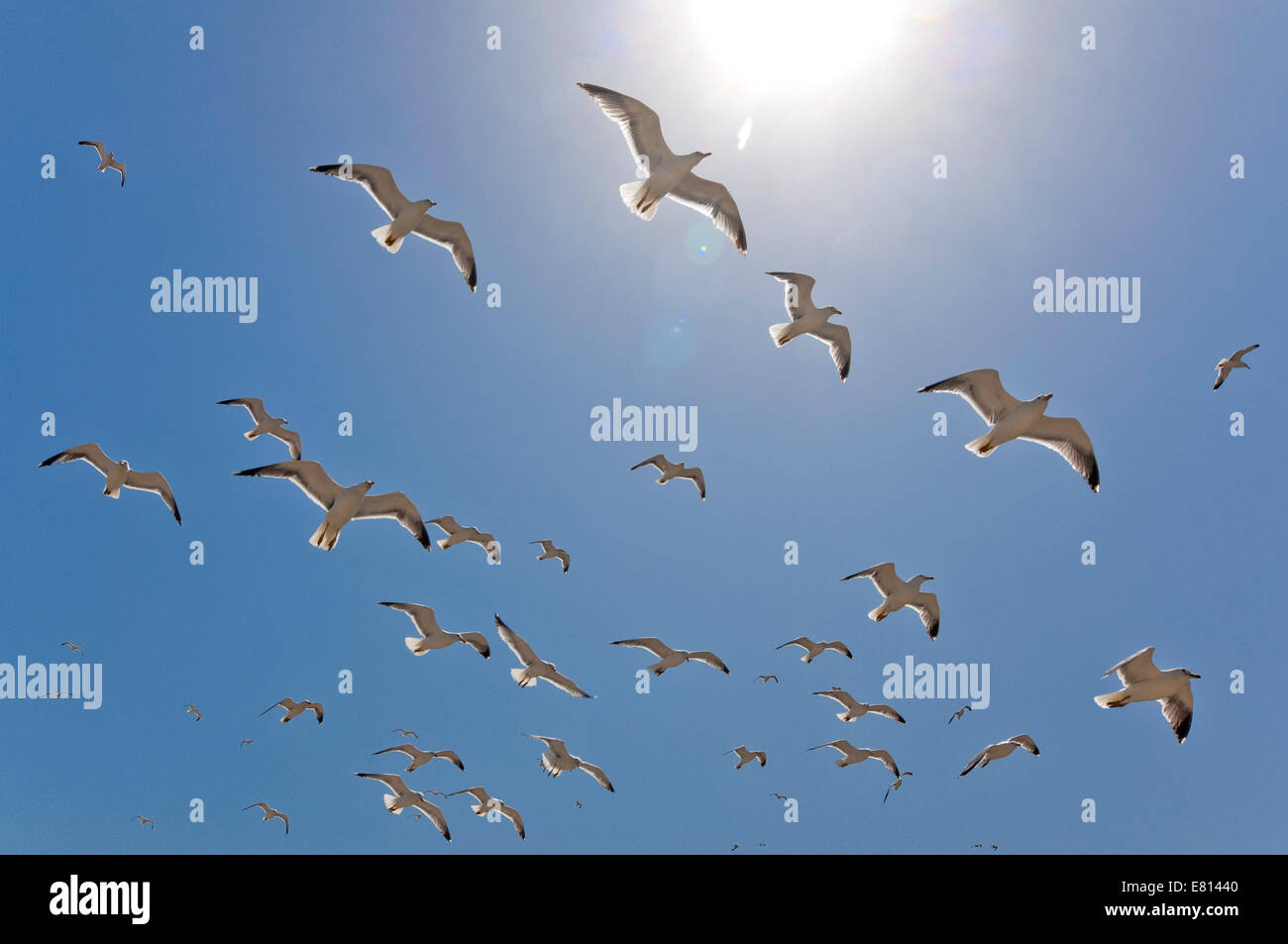 Horizontal close up of a flock of European herring gulls, Larus argentatus, inflight against a blue sky. Stock Photo
