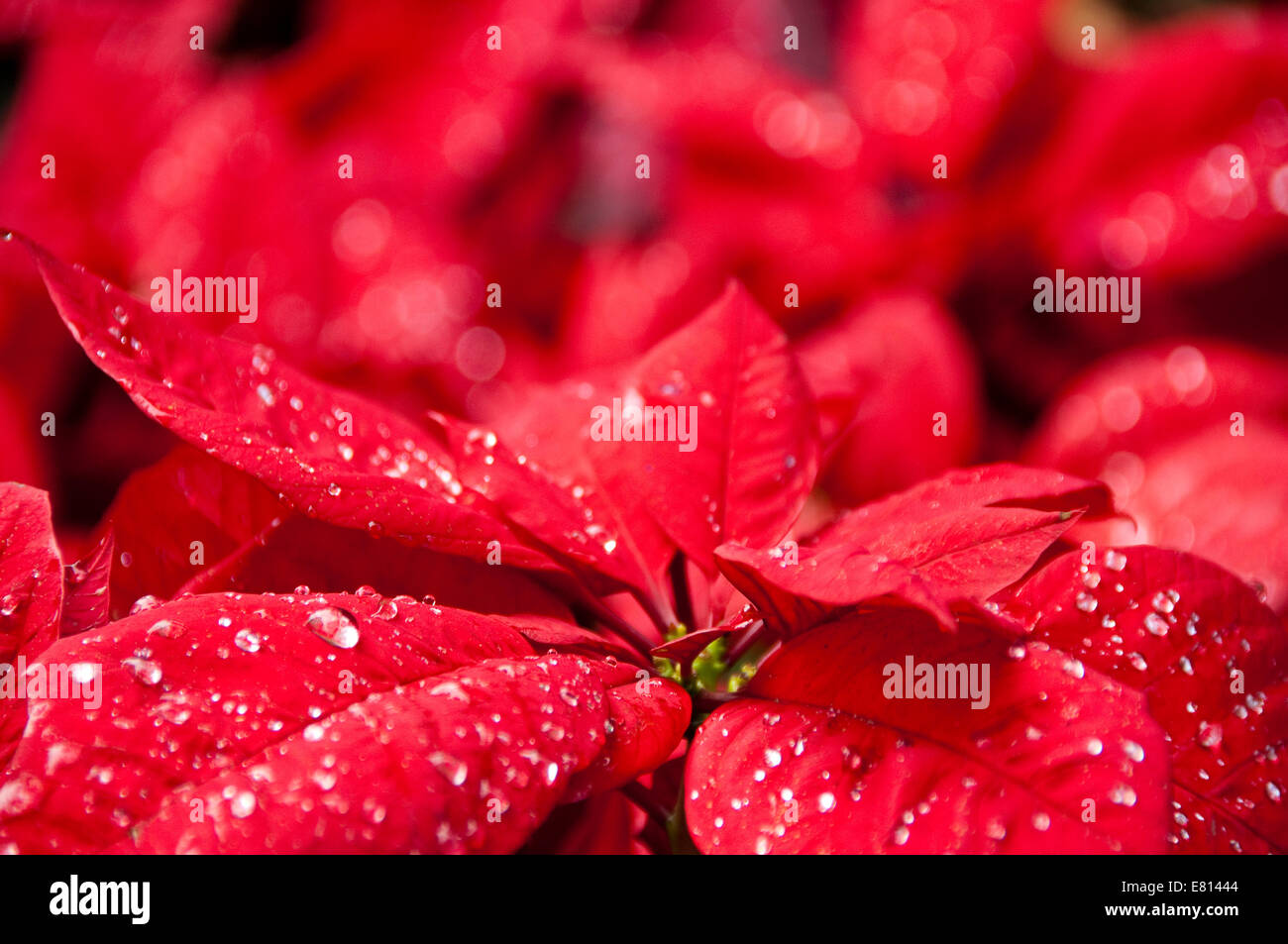 Horizontal close up of a bright red poinsettia covered in dew drops at Christmas. Stock Photo