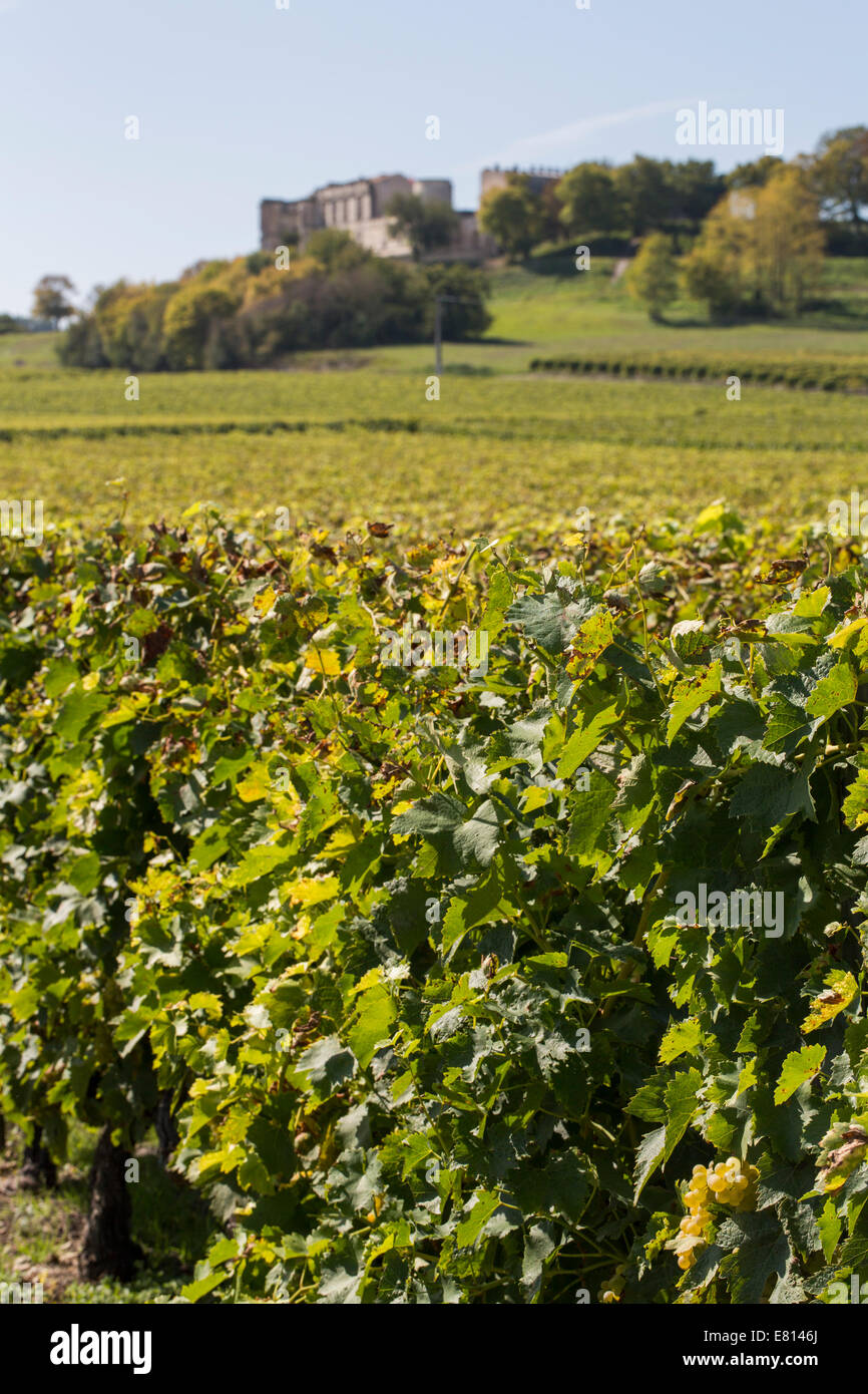 Vines of Ugni Blanc grapes used in the production of Cognac stand in