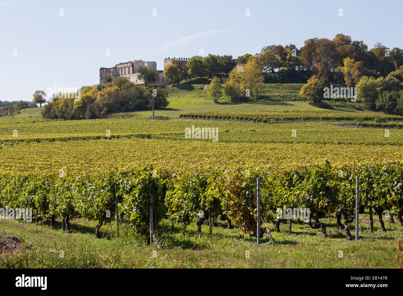 Vines of Ugni Blanc grapes used in the production of Cognac stand in