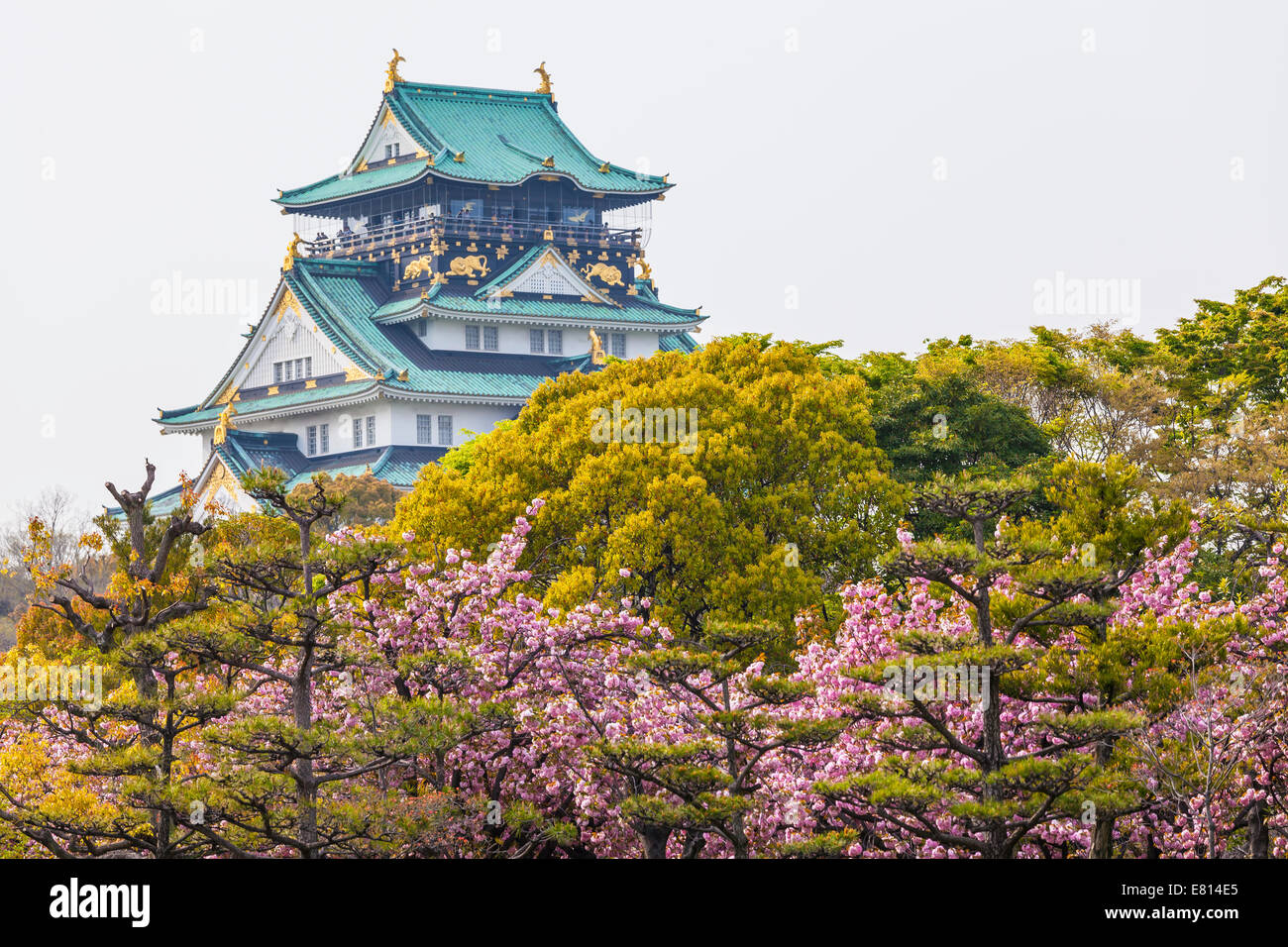 Osaka Castle in Japan under cherry blossom Stock Photo