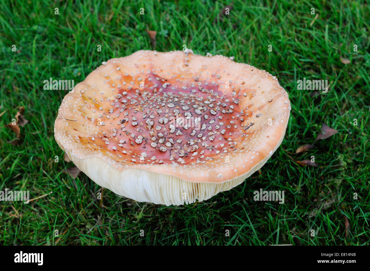 Fly Agaric Fungi - Amanita muscaria Stock Photo