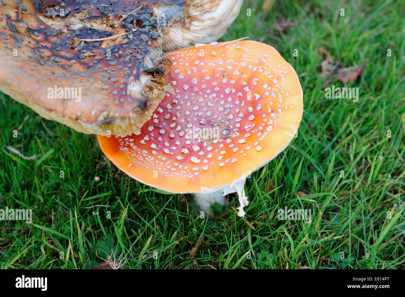 Fly Agaric Fungi - Amanita muscaria Stock Photo