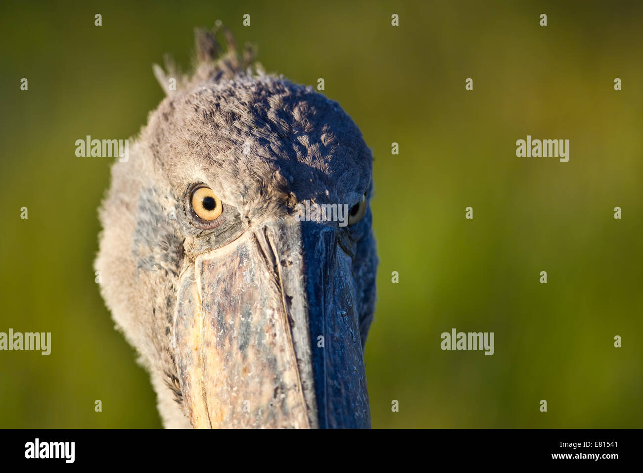 A shoebill bird gives a cold stare from close-up. Stock Photo