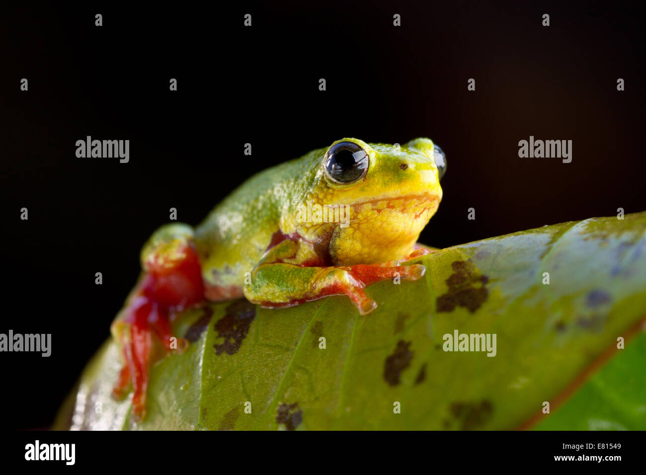 A brightly colored reed frog clings to a leaf in Bangweulu Wetlands, Zambia Stock Photo