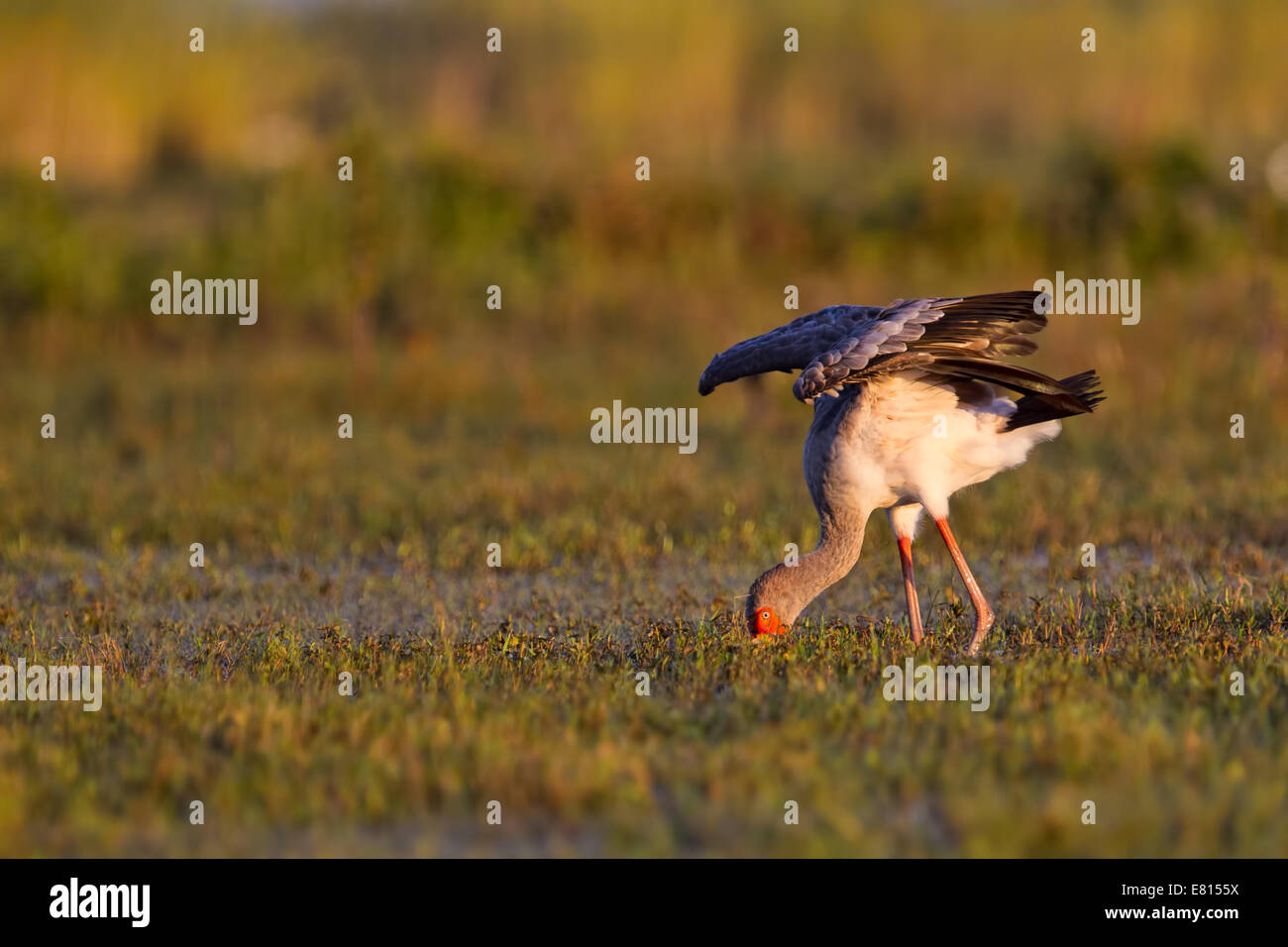 A yellow-billed stork forages in the flooded grasslands of Bangweulu Wetlands, Zambia Stock Photo
