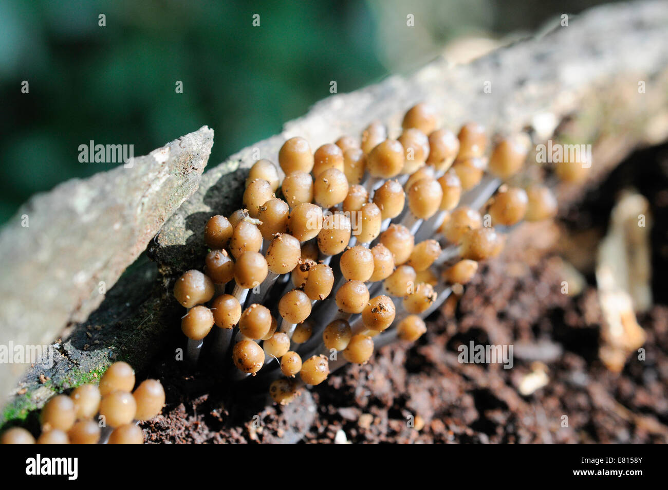 Mycena Fungi Stock Photo
