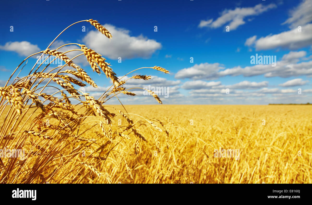 Ripe wheat ears over wheat field Stock Photo