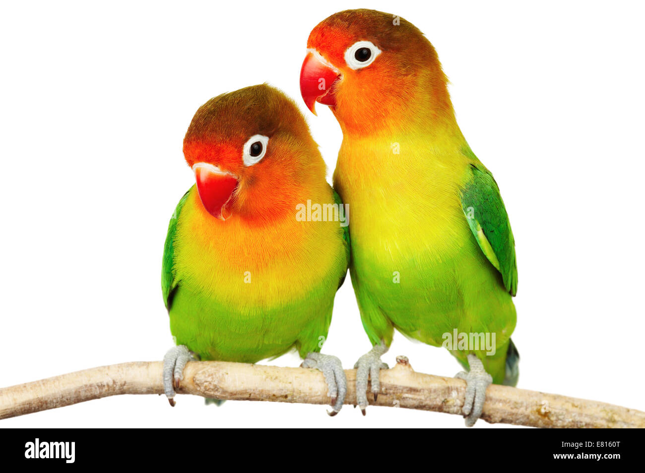 Pair of lovebirds agapornis-fischeri isolated on white Stock Photo