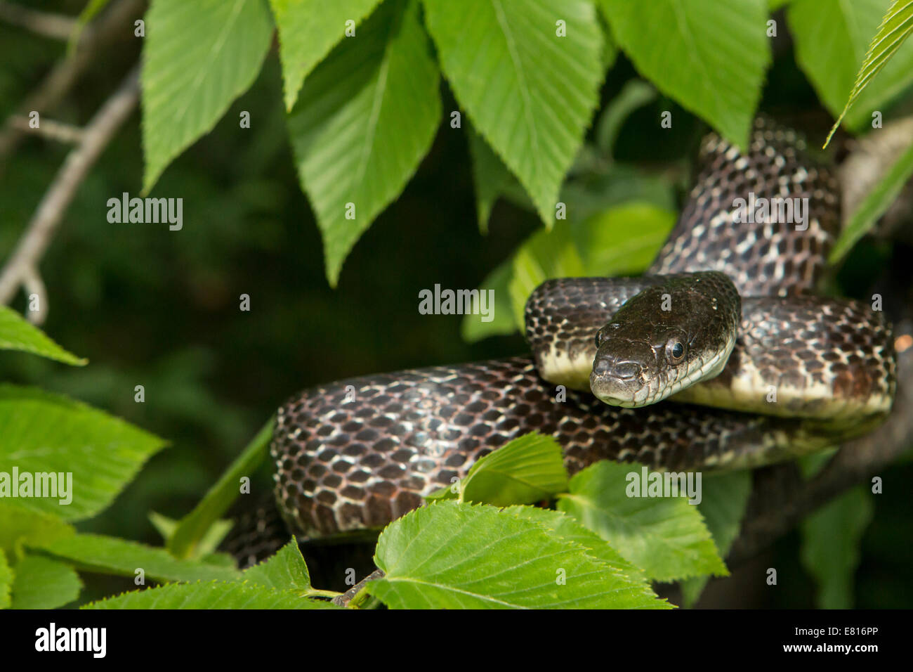 An eastern black rat snake Pantherophis alleghaniensis climbing a tree branch Stock Photo