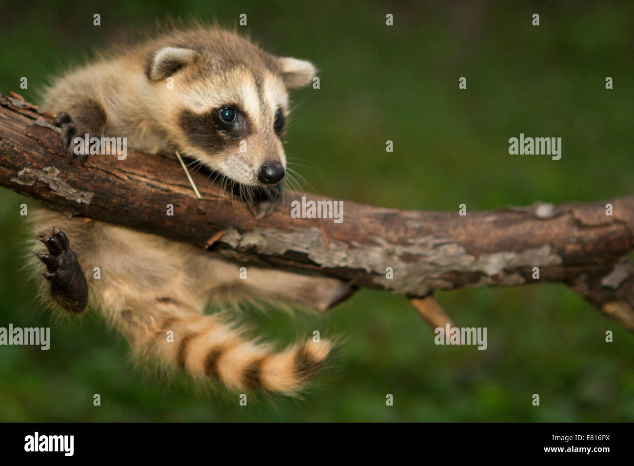 Baby raccoon eyes hi-res stock photography and images - Alamy