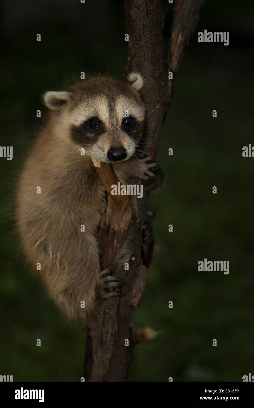 Raccoon animal hi-res stock photography and images - Alamy
