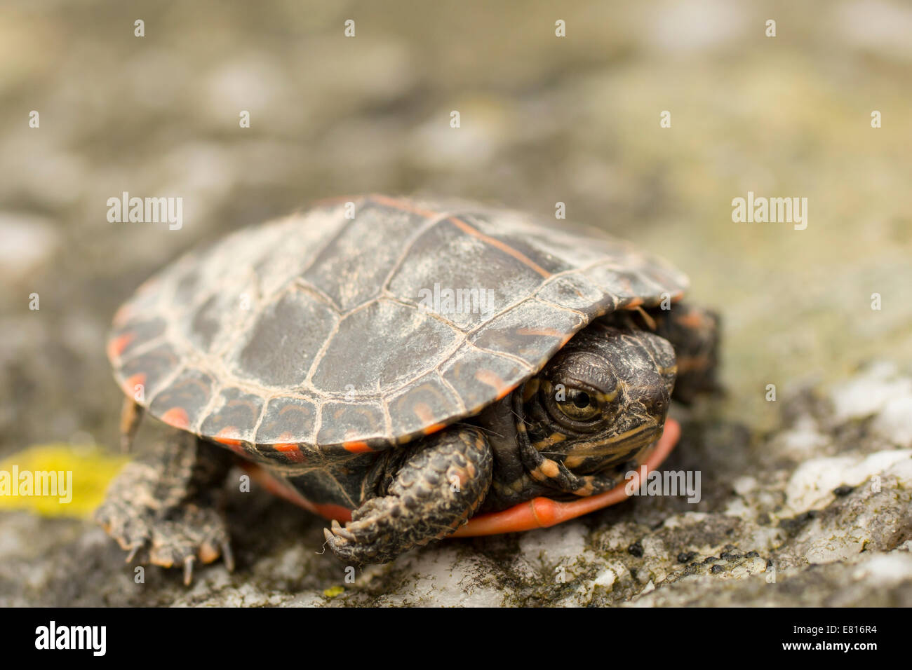 Baby painted turtle - Chrysemys picta picta Stock Photo
