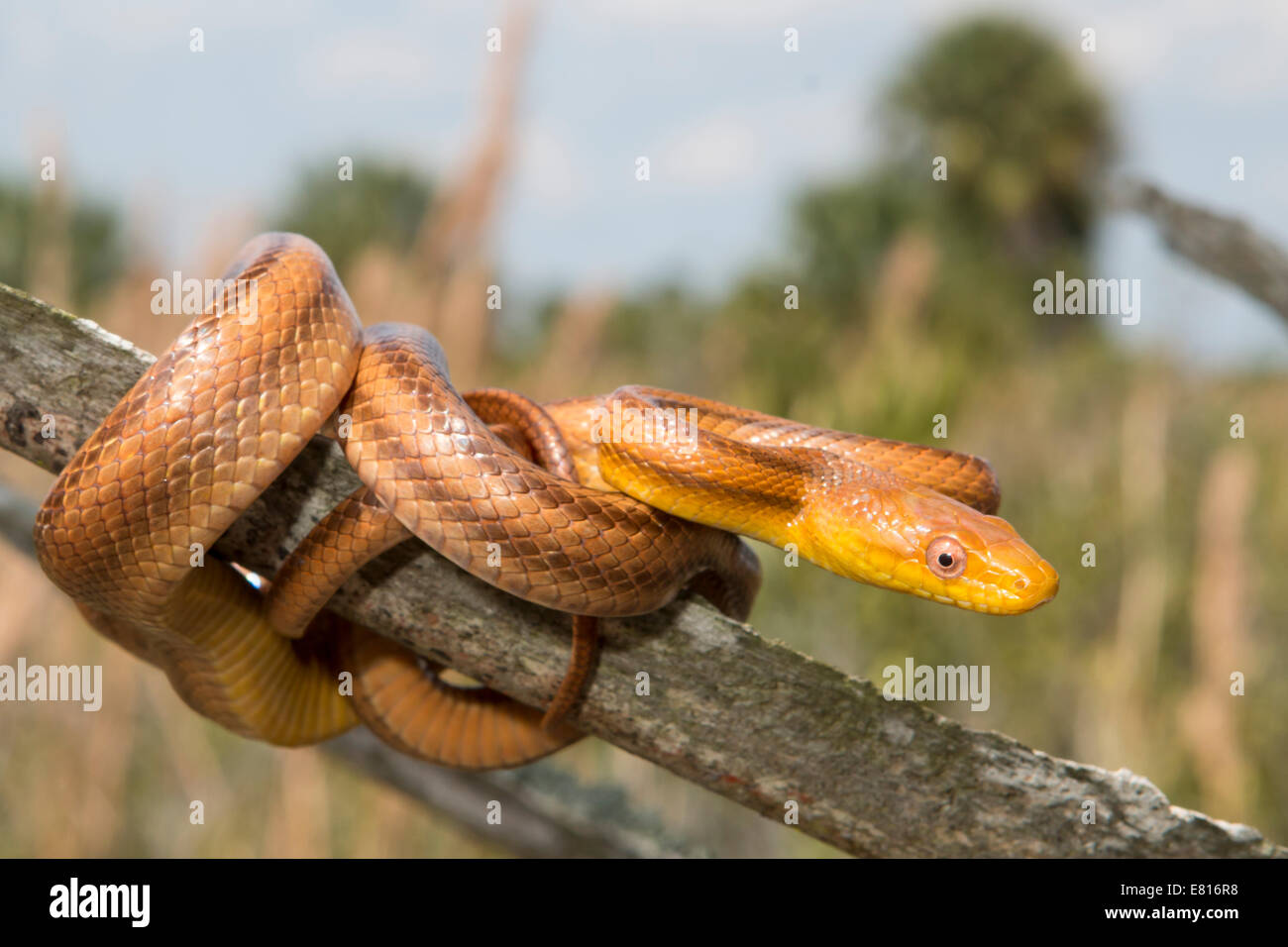 Yellow snake eating bird hires stock photography and images Alamy