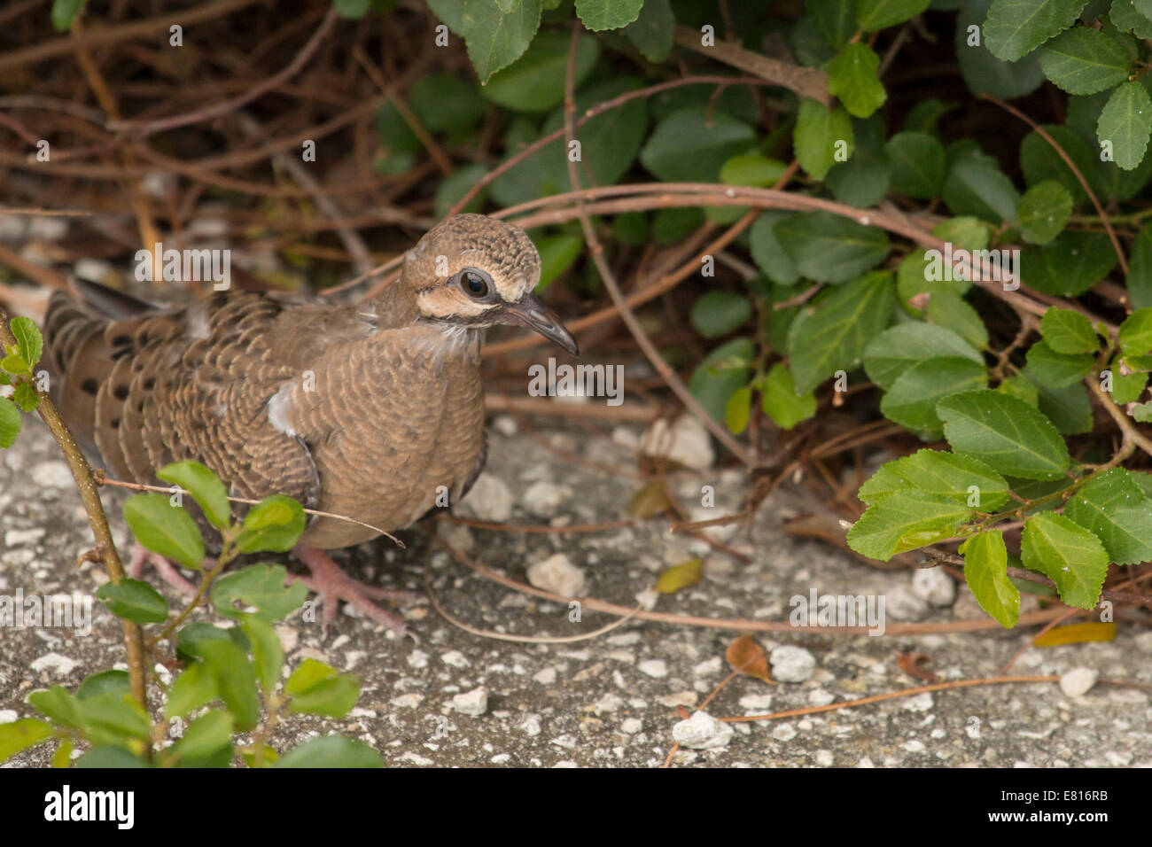 Fledgling Eurasian collared dove Streptopelia decaocto Stock Photo