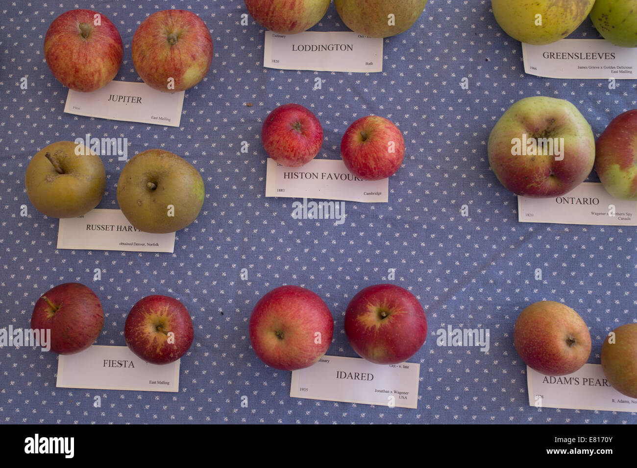 Varieties of apples on display at an Apple Day, including Histon
