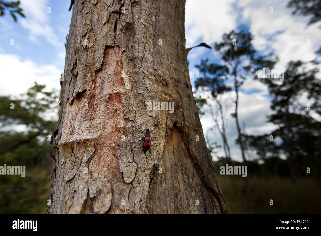 Miombo ecosystem hi-res stock photography and images - Alamy