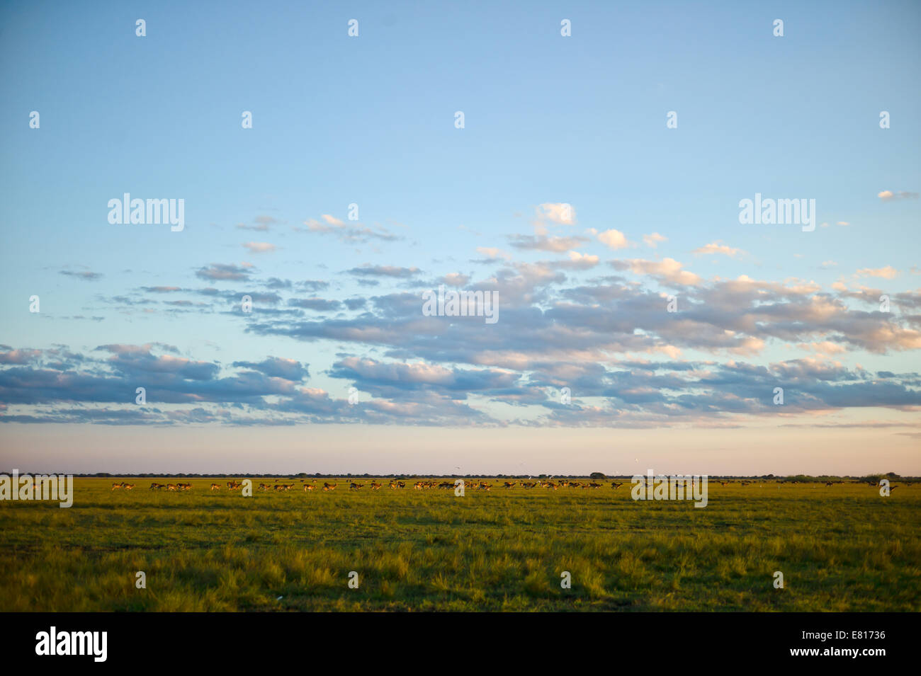 Big sky and big herd of black lechwe in Bangweulu Wetlands Stock Photo