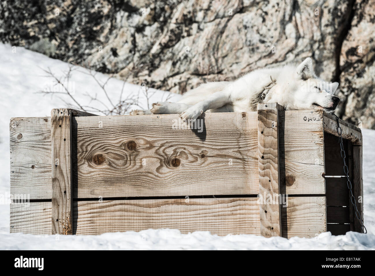 White Husky rests atop a wooden crate in the snow Stock Photo