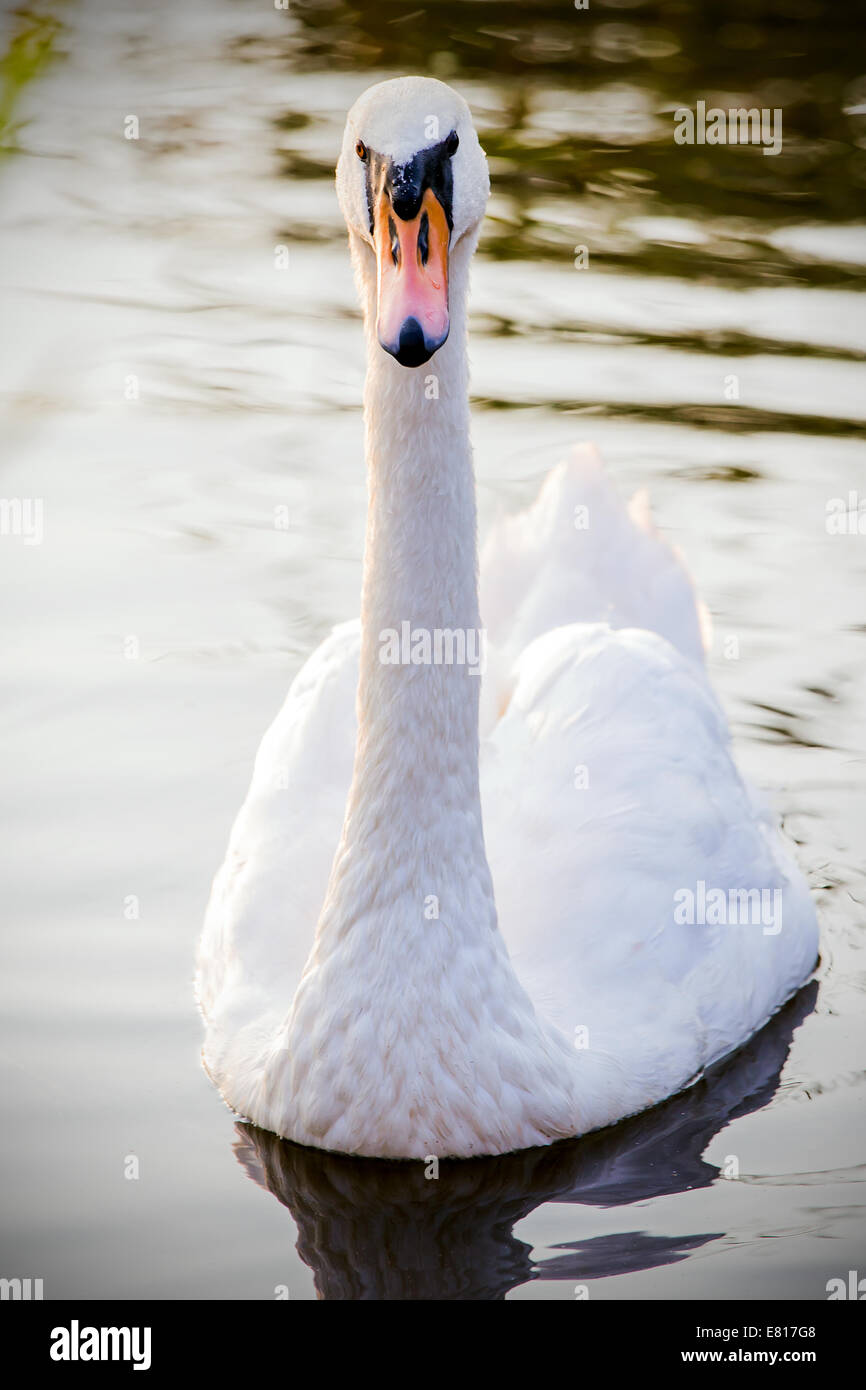 Majestic swan floating on the water surface Stock Photo