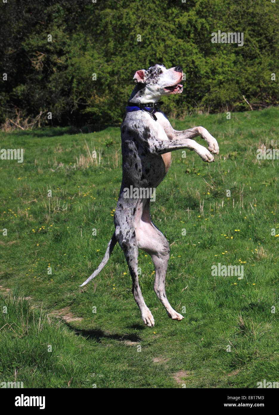 Jumping great dane Stock Photo Alamy