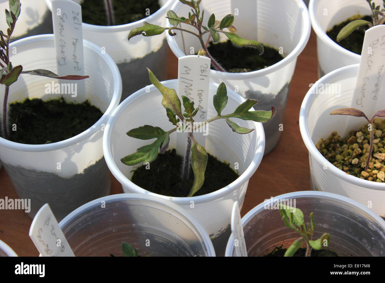 Tomato seedlings in plastic cups Stock Photo