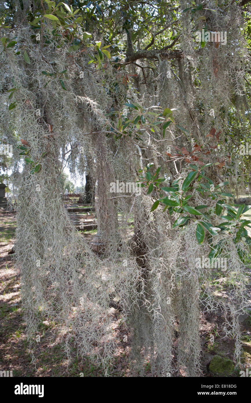 Spanish moss growing on tree hires stock photography and images Alamy