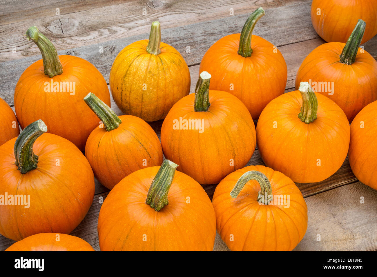 a bunch of small pumpkins on a rustic wood planks Halloween or autumn