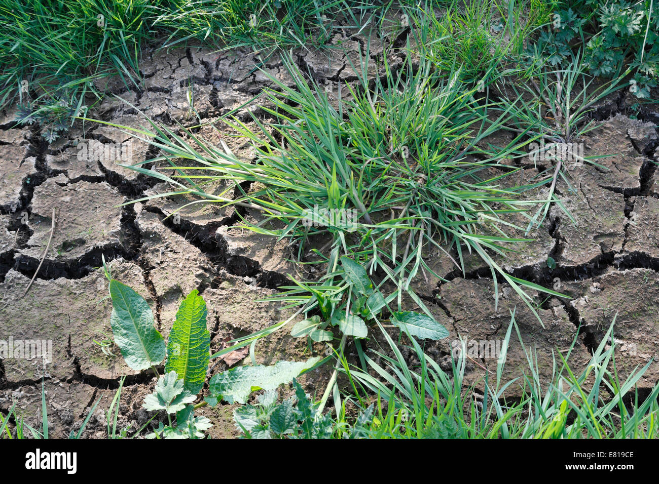 A dried up field with Grass growing, after a Dry Spell Stock Photo Alamy