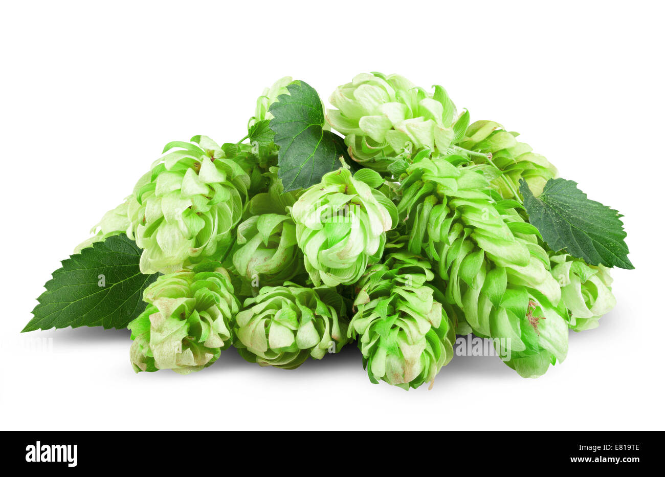 Fresh Hop isolated on the white background. Clipping Path Stock Photo