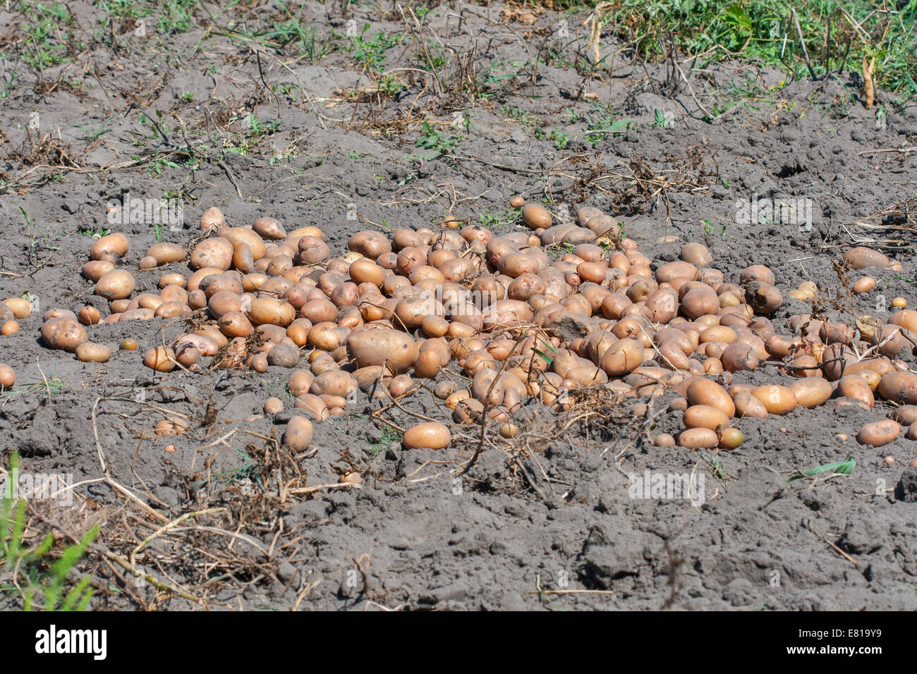 summer potato crop in the garden Stock Photo