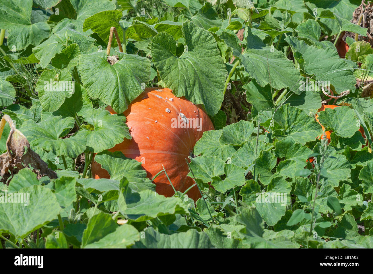 big pumpkin in the garden closeup Stock Photo - Alamy