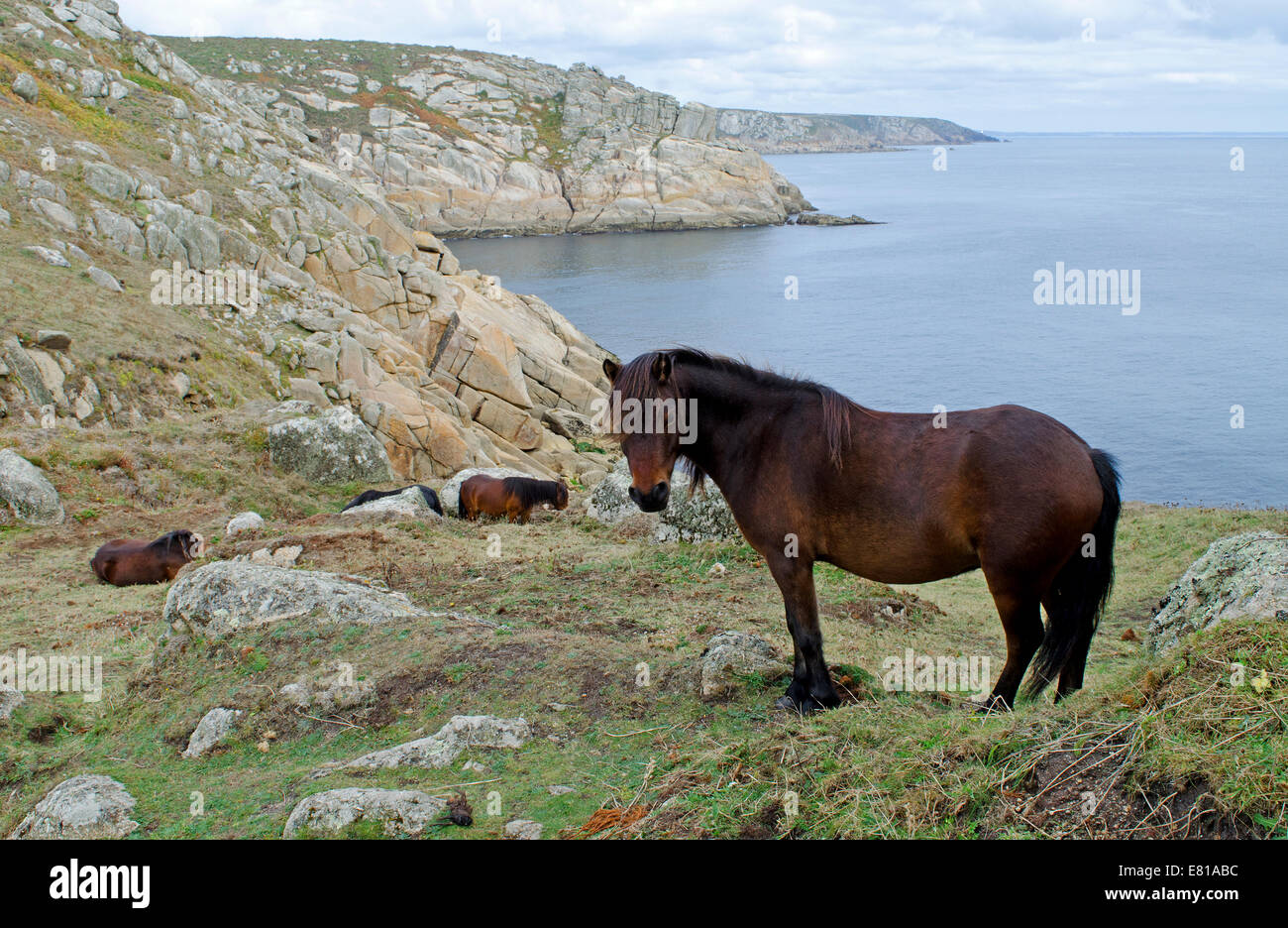 ponies grazing on the coastal cliffs at treen in cornwall, uk Stock Photo