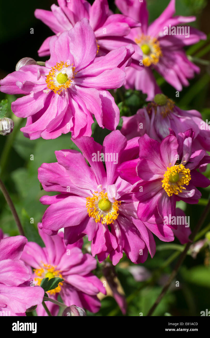 Flowers of the Japanese anemone, Anemone hupehensis var. japonica 'Prinz Heinrich' Stock Photo