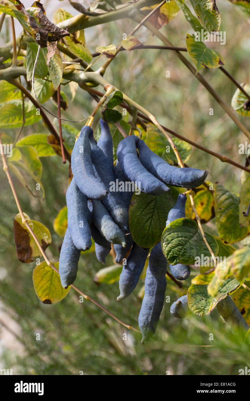 Blue autumn seed pods of the hardy deciduous shrub, Decaisnea fargesii Stock Photo