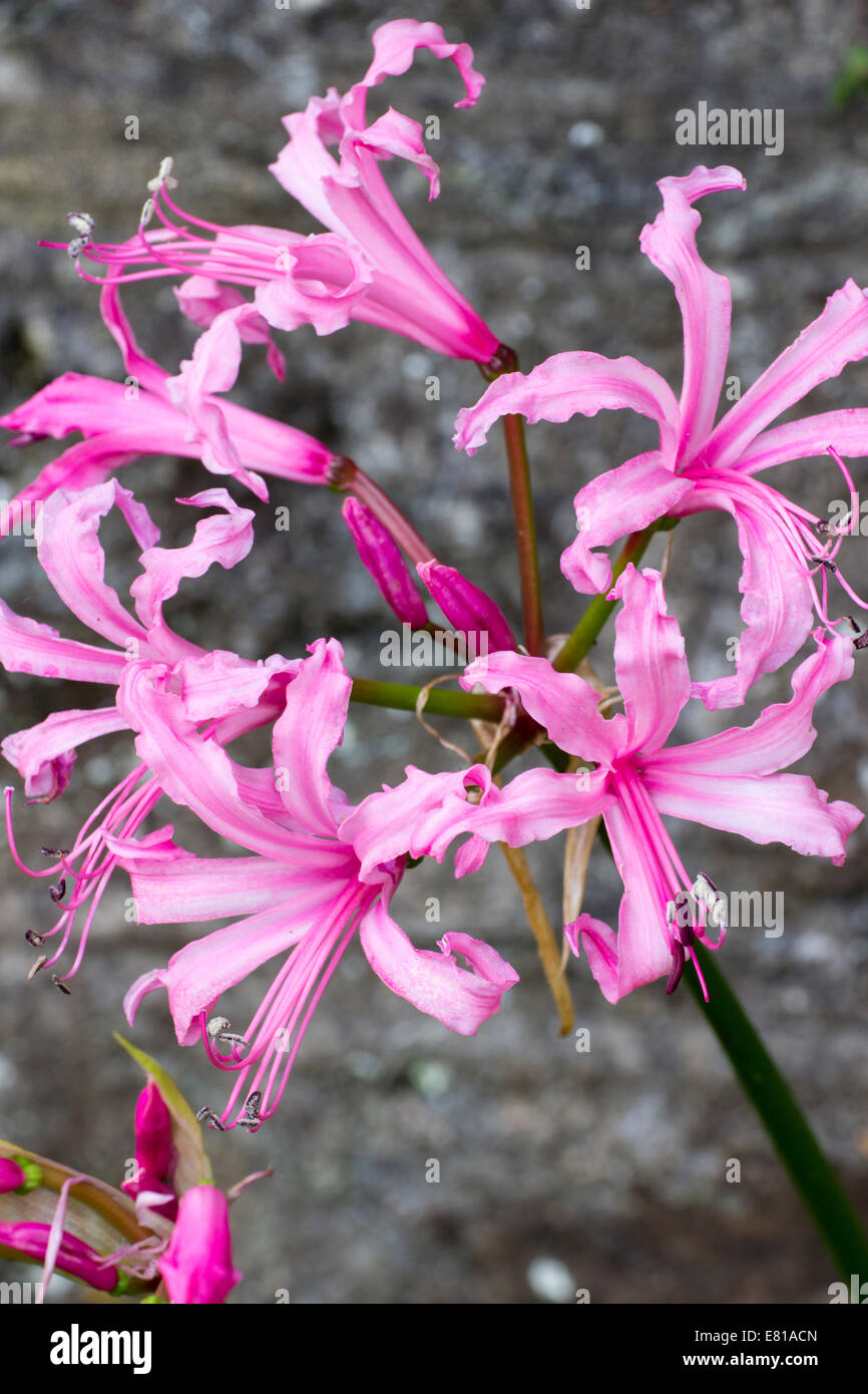 Autumn flowers of the halfhardy South African bulb, Nerine flexuosa