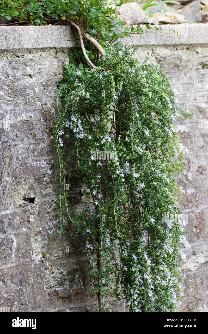Flowers and foliage of the prostrate rosemary, Rosmarinus officinalis (Prostratus Group), hanging over a wall Stock Photo